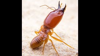 Pest Control Exterminator Home Pest Prevention Rock Hill nc