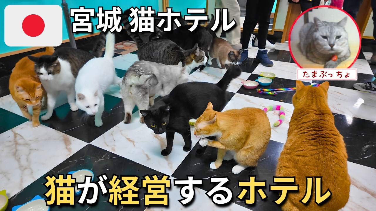みどり(別部屋にて猫を飼っております) I Stayed at Japan's Cutest Hotel Run by a Cat 🇯🇵🐈 - YouTube