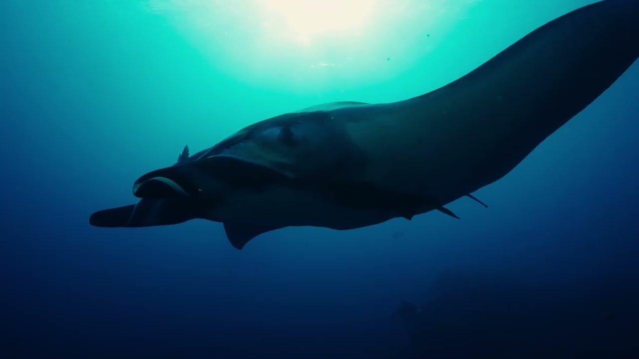 The Last Dive - Super Event San Diego & Encinitas  (Aug 19th and 20th)