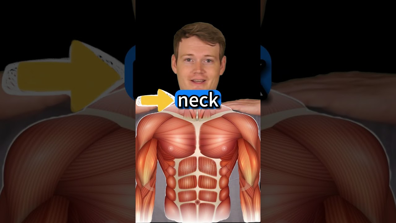 Where is your TORSO?