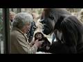 Gorilla-Mama gibt ihr Baby einem Zoobesucher—Der Grund rührt alle zu Tränen!
