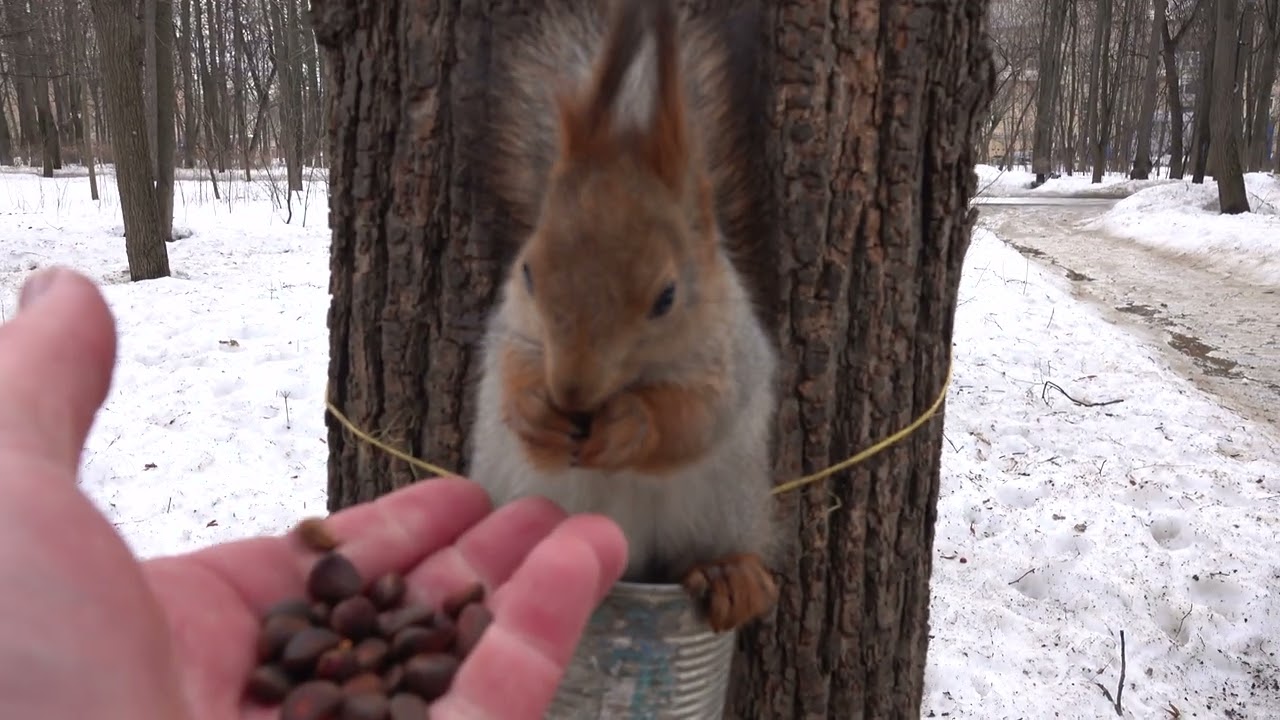 Повесил кормушки. Зарисовка с молодыми белками/ I hung up the feeders. A sketch with young squirrels