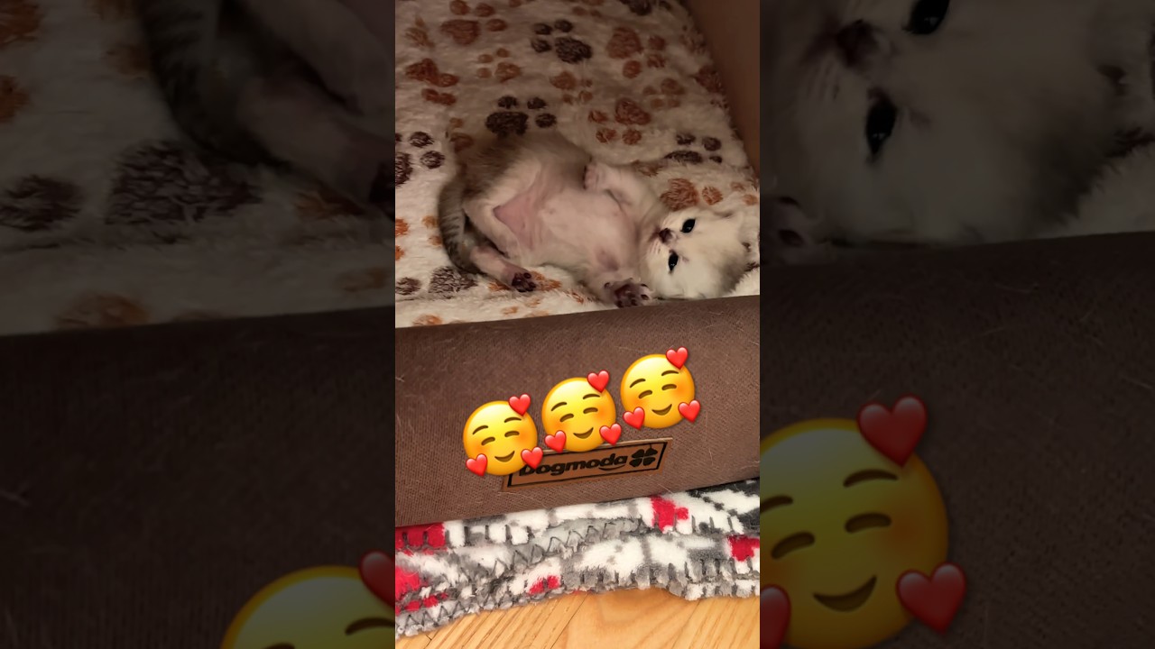 МИЛЫЙ КОТЁНОК🥰🥰 