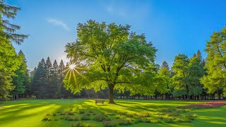 Helende muziek voor innerlijke rust 🌿 Rustgevende muziek en natuurgeluiden