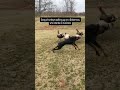 Gang of turkeys walking up on a Doberman, who stands on business