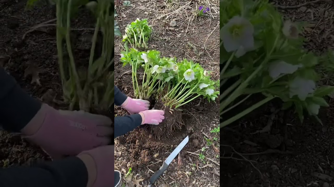 Как разделить морозник!