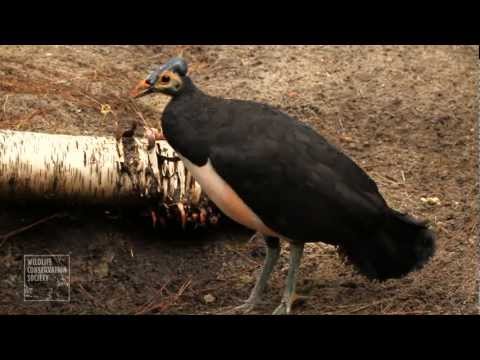 Video: Apakah megapoda seekor burung?