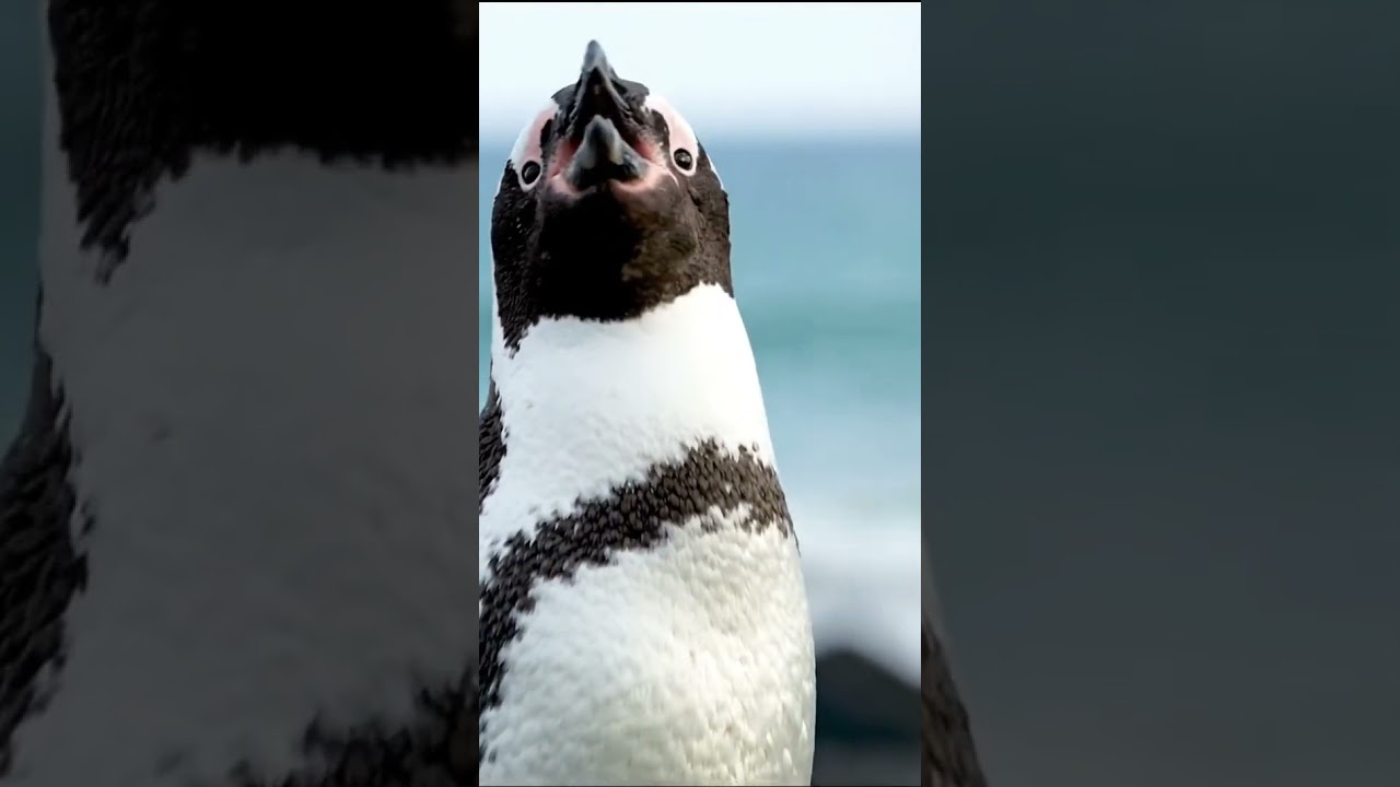 Magellanic Penguin - Argentina & Chile 