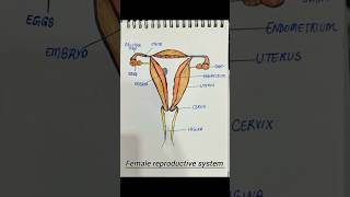 #FemaleReproductiveSystem #Reproduction #BiologyClass #NCERT #Class10Biology #Class12Biology #MedArt