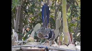 Juvenile Roadrunner practices his snake battling movements with a Western Speckled rattlesnake