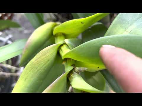 Video Cách trồng những cây Lan hư để cho có sự sống ngày... - youtube