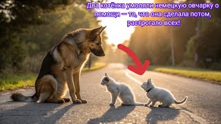 видео: Два котёнка умоляли немецкую овчарку о помощи — то, что она сделала потом, растрогало всех! картинка: Два котёнка умоляли немецкую овчарку о помощи — то, что она сделала потом, растрогало всех!