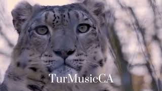 The Steppe - Snow Leopard - Edit