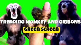 Trending Gibbons And Finger Monkey Green Screen