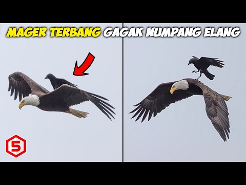 Video: Apabila burung gagak terbang?