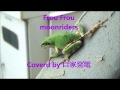 ムーンライダーズFrouFrouのカヴァー