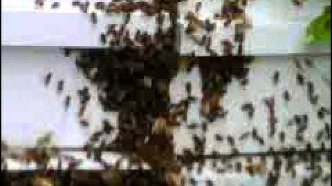 marinhoneybees.com  Honey Bee Swarm Moving Into an Empty Hive in My Back Yard