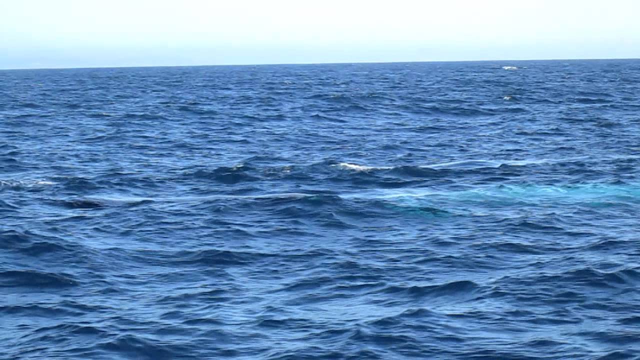 Epic Blue and Fin Whale Watching off San Diego - October 9, 2011