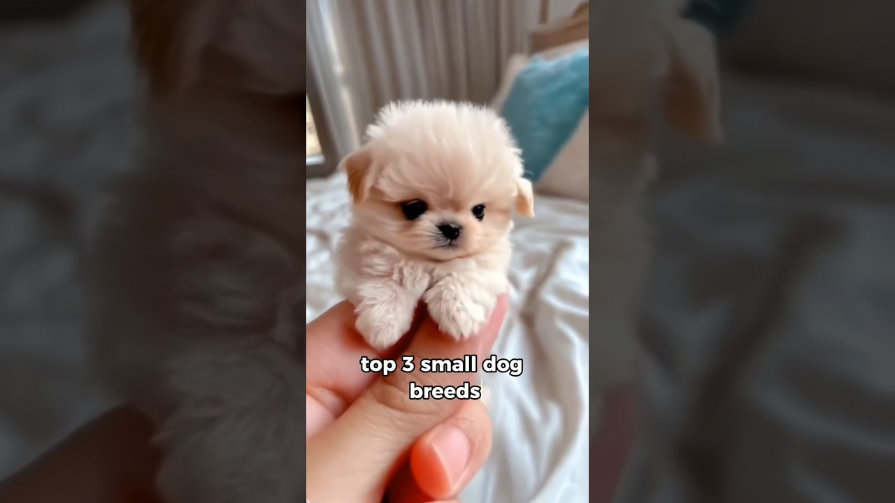 The top 3 small breed dogs🐾🦴 