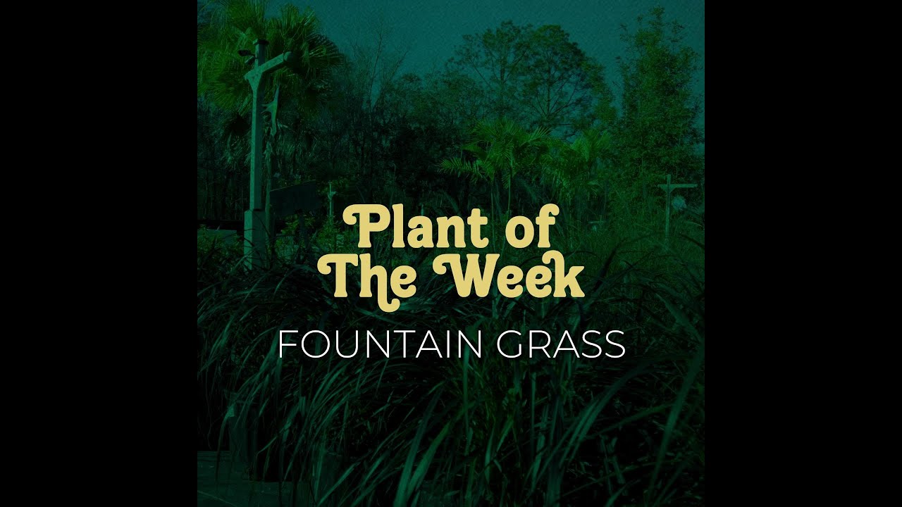 🌾 Embrace the Beauty of Red/Purple Fountain Grass in Jacksonville: A Must-Have for Florida Gardens 🌟