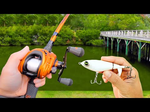 Fishing a Topwater for Pond MONSTERS!