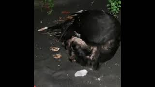 How does a Crow sleep?
