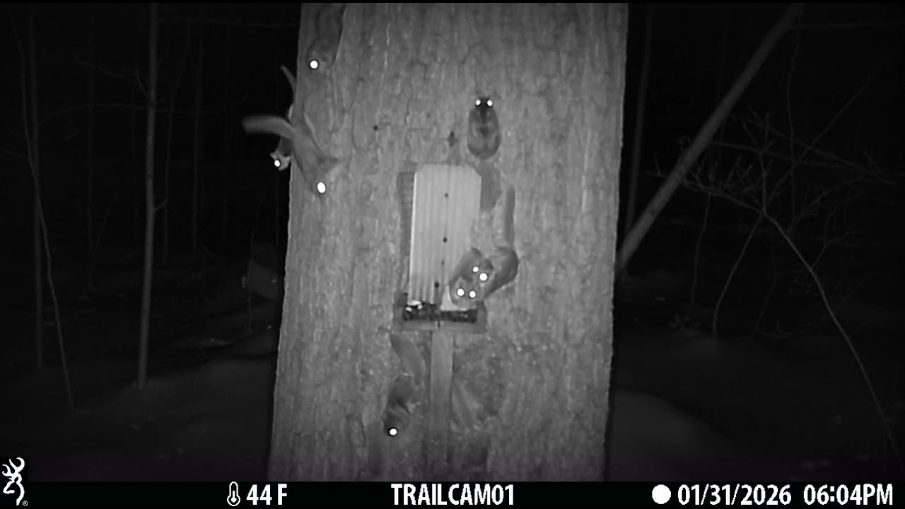Flying Squirrels Feeding at the Squirrel Feeder in the Woods