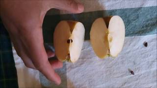 how to cut an apple using your bare hands