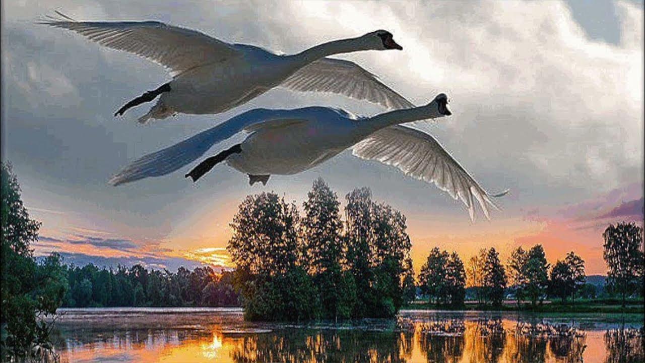 Лебедушка летала песня. Храм природа Клин журавлей. Лебеди в небе. Стая лебедей. Птицы над рекой.