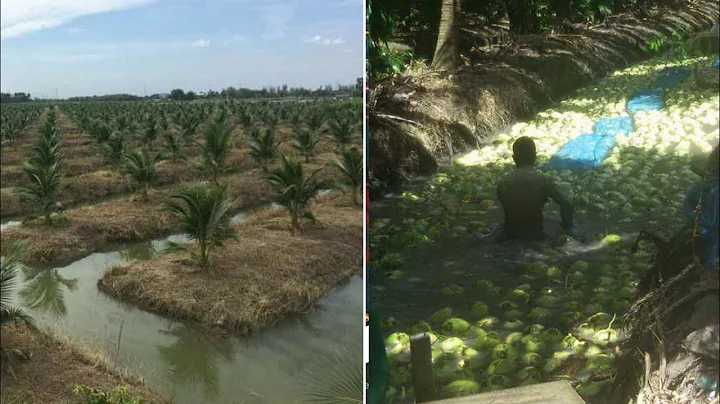 Coconut crop from small to harvest | Amazing New Agriculture Technology / Amazing factory coconut