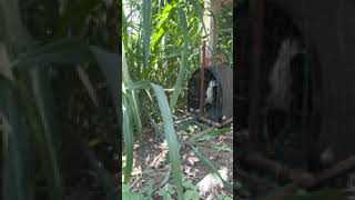 SUARA PIKAT BURUNG RUAK RUAK ANDALAN JERNIH//BIRDTRAP