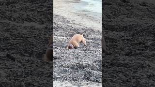 Polly The Staffy Battles Seaweed At The Beach