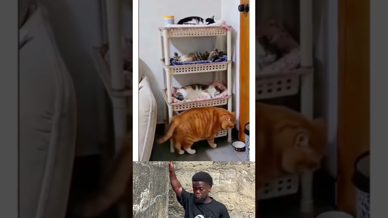 Cat chaos 🤣🤣 #viralreels #shorts #comedy #duet #ytshorts