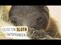 Ein Faultier ist geboren! I Tiergarten Schönbrunn