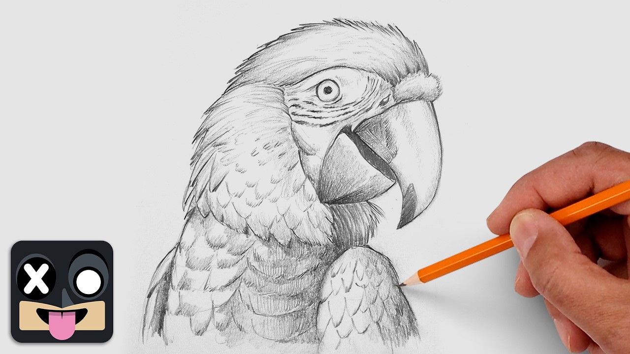 Как нарисовать попугая ара | Пошаговый урок рисования