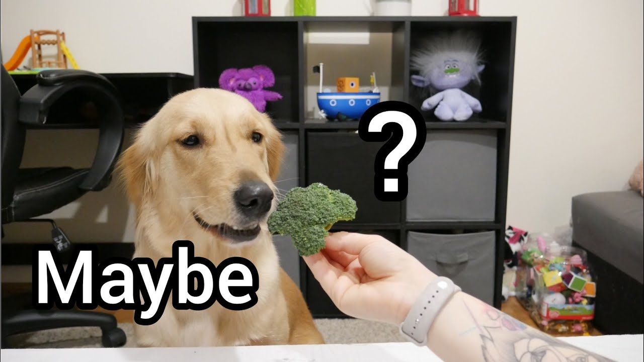 Dog Reviews Food Golden Retriever YouTube