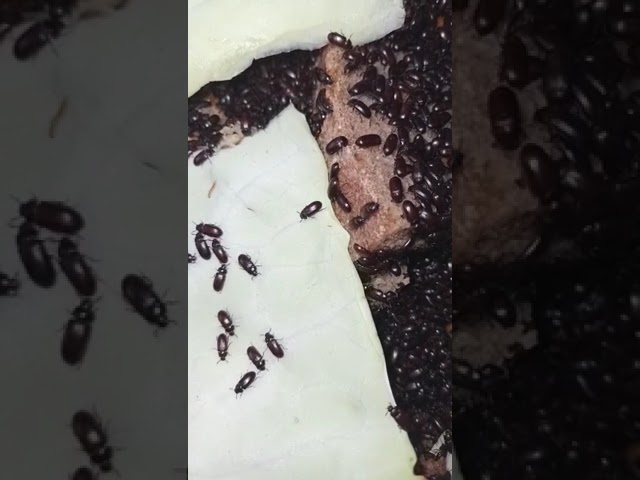 жук-знахарь