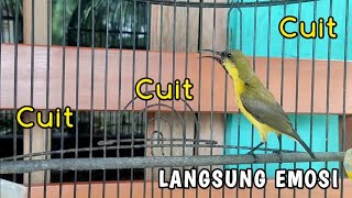Cuit Cuit Pancingan SOGON langsung Emosi jadi GACOR | CUKUP 1 MENIT‼️