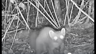 Boom En Steenmarter In Nimmerdor Amersfoort - 2024