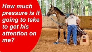 This is not how a horse is supposed to respond to pressure