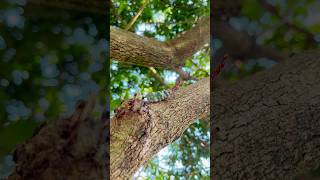 What is This Mysterious Bug? 🧐 #insectfacts #bug #wildinsects #naturelovers #shorts 🌳🔍