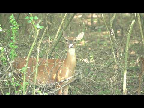 Demo Reel - Deer in the woods V25092