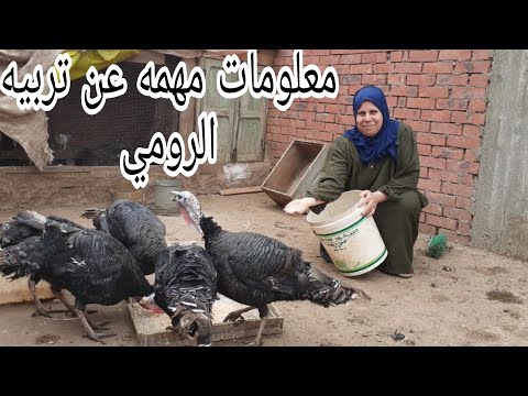 فيديو: بطاقة الائتمان 