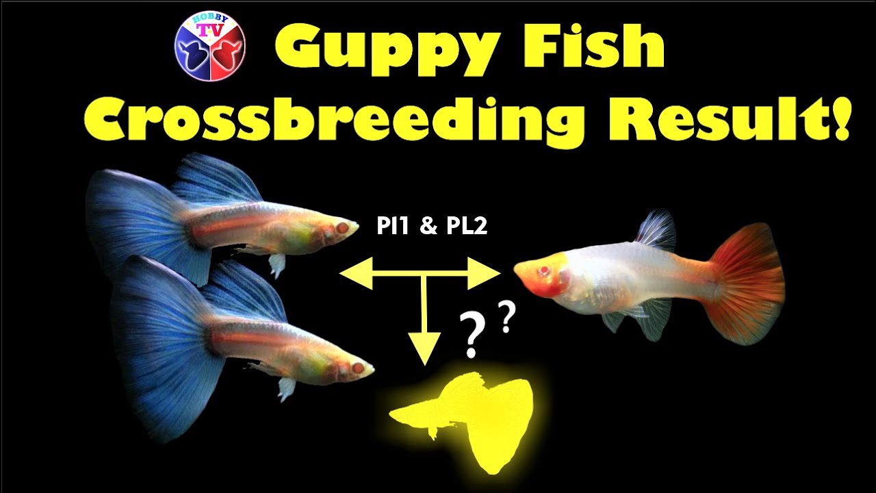 Blue Topaz and Albino Koi Guppy Fish Crossbreeding!