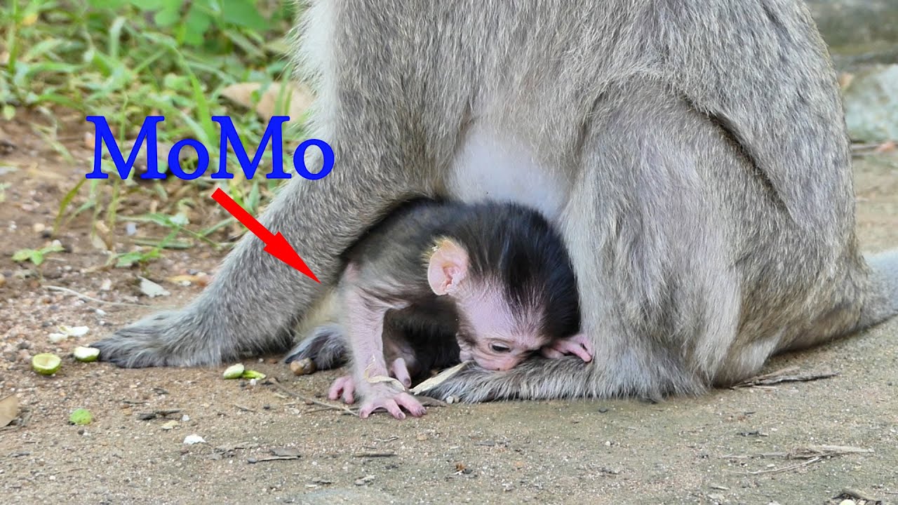 Pitiful For Baby MoMo .... Malika Monkey Doesn't Care How MoMo Screaming For Warmly Breastfeed.