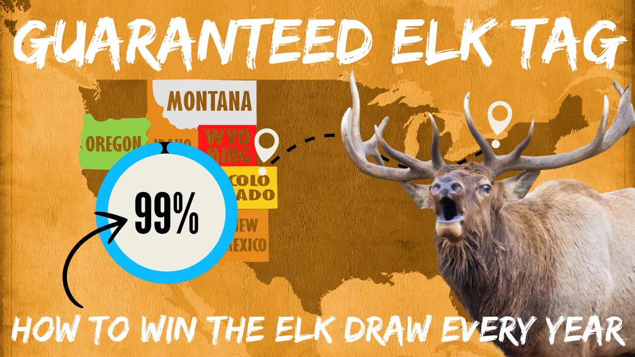 Elk Draw Odds - Guarantee Yourself a Tag This Hunting Season