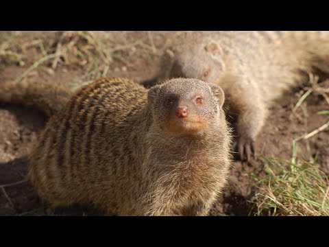 Video: Zebranın Yaşadığı Yer: Zolaqlı Faktlar