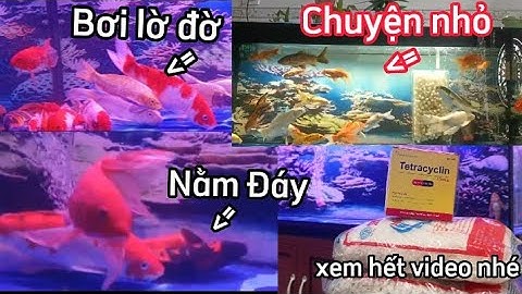 Cá Koi Nằm Đáy + Bơi Lờ Đờ Chyện Nhỏ - Cách Điều Trị Sau 3 Ngày.Hồ Của Anh Duy Ở Gia Lai.