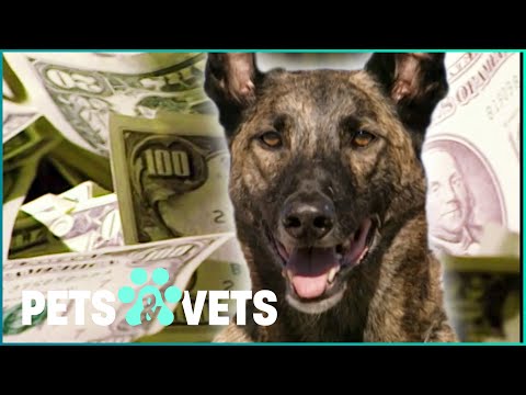 THIS DUTCH SHEPHERD SMELLED $5MILLION OF COUNTERFEIT BILLS | DOGS WITH JOBS