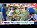 KESERUAN PANEN JAGUNG GRATIS PANEN TOMAT🤗